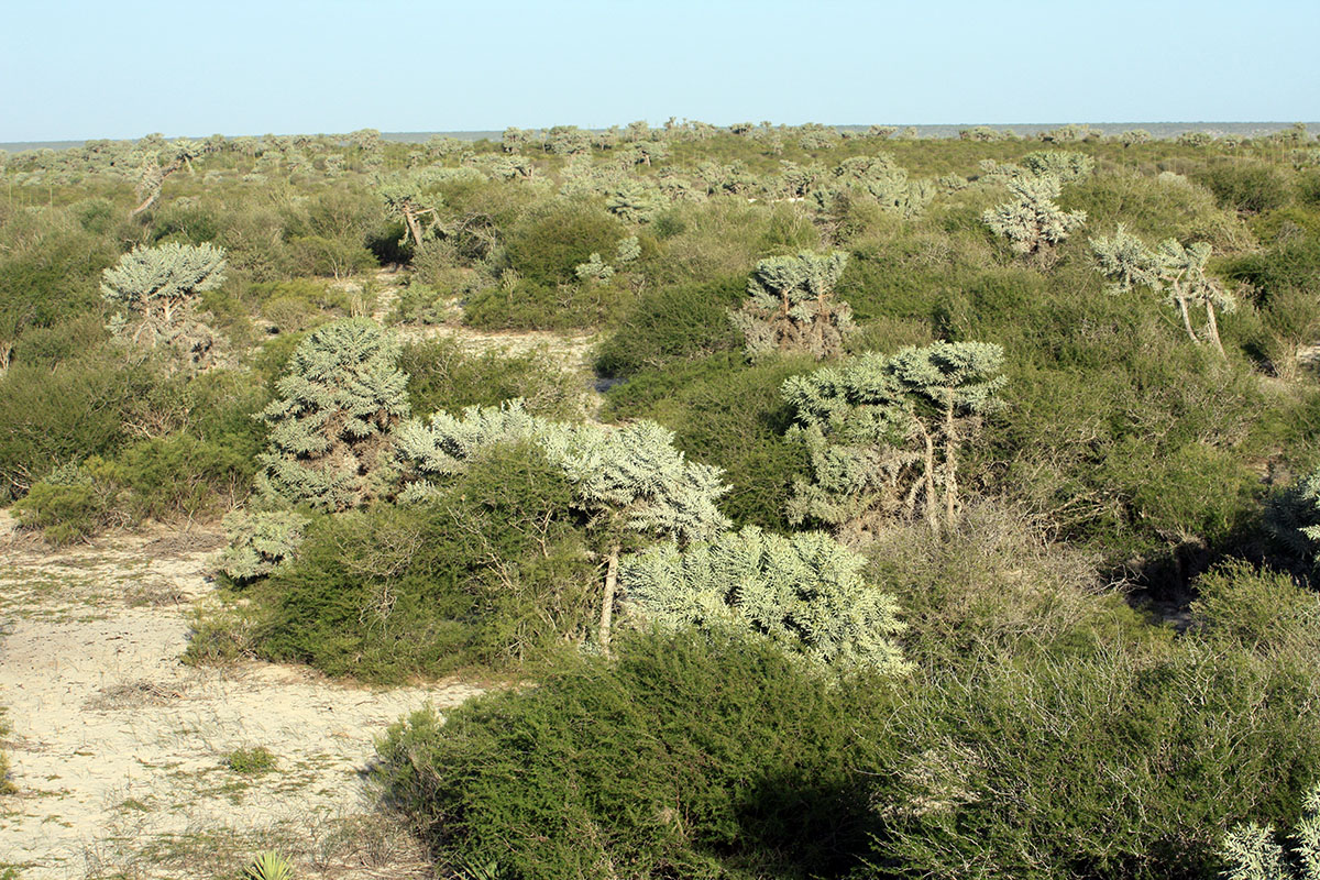 Циманампецуца, image of landscape/habitat.