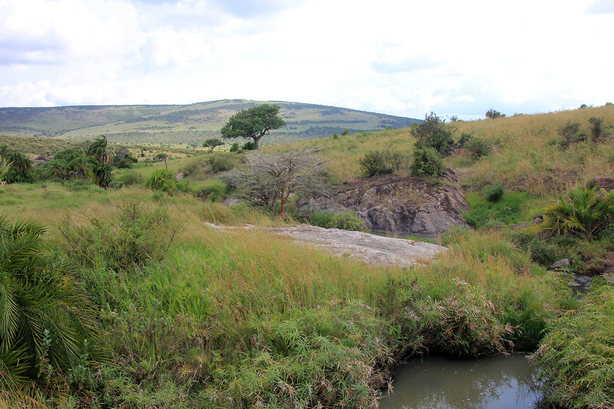 Масай Мара, image of landscape/habitat.