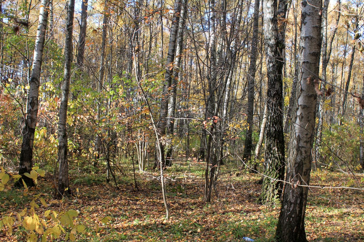 Тропарёвский заказник, image of landscape/habitat.