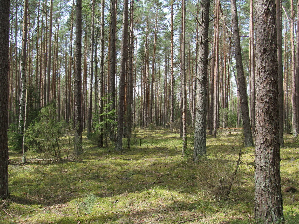 Орковичи, image of landscape/habitat.