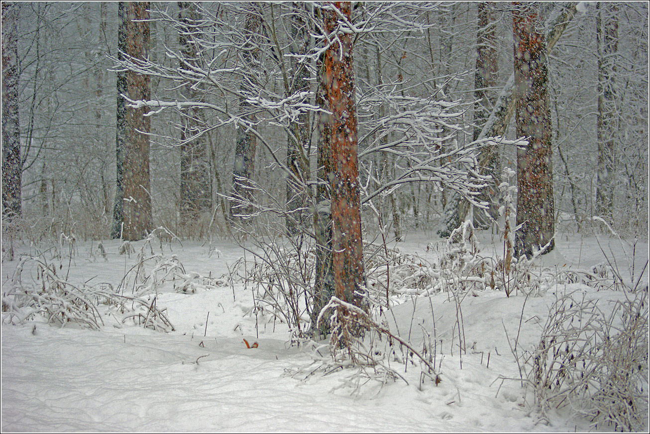 Жулебинский лес, image of landscape/habitat.