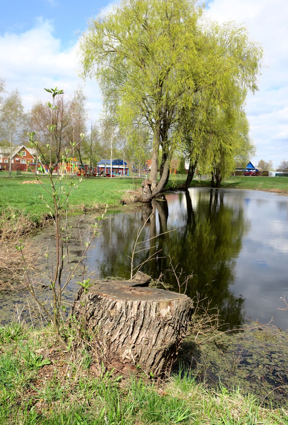 Ярцево, image of landscape/habitat.