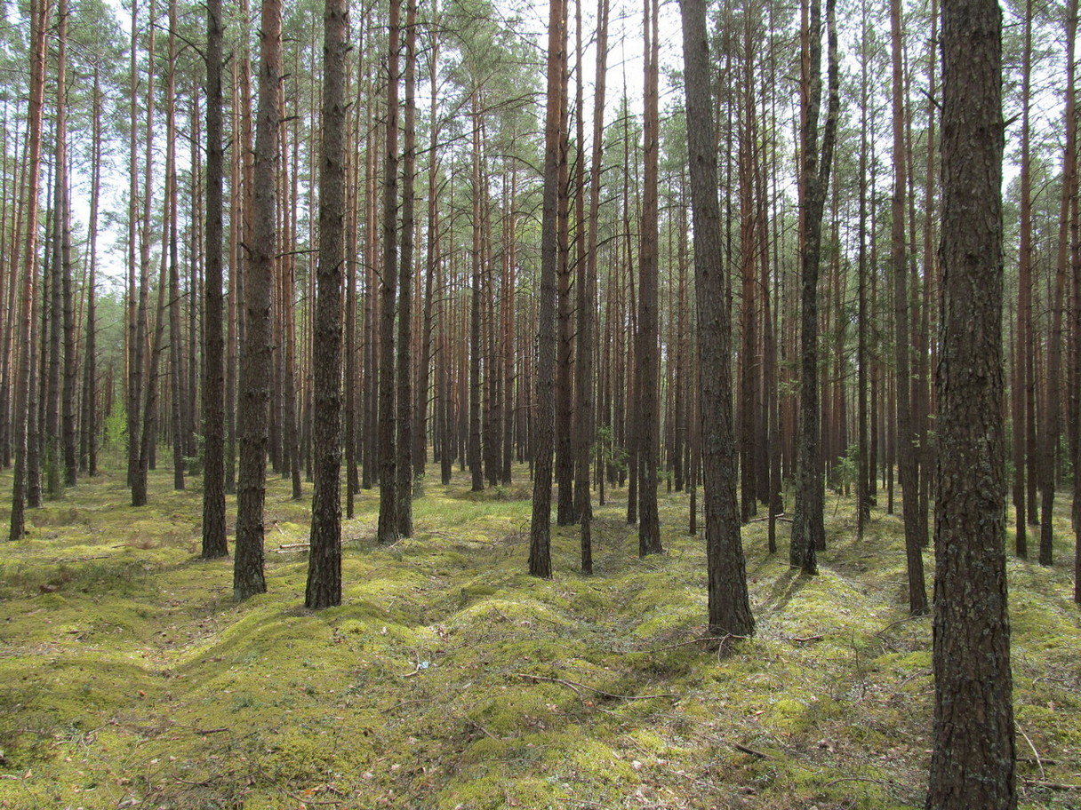 Орковичи, image of landscape/habitat.