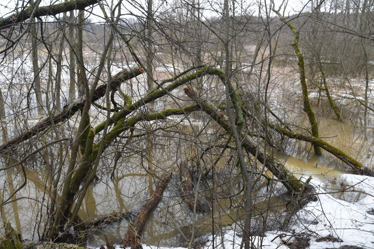 Окрестности деревни Сатино, image of landscape/habitat.