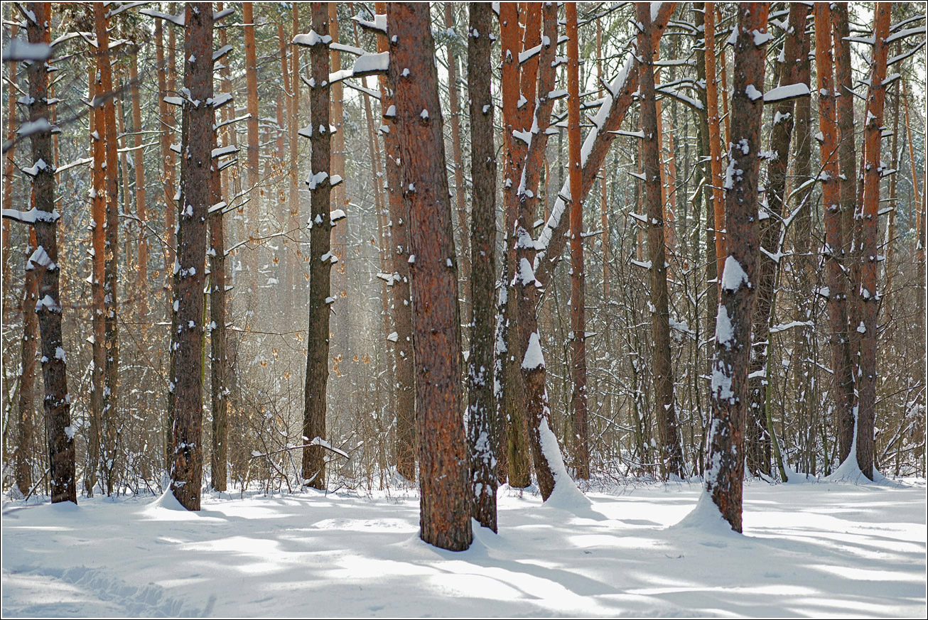 Жулебинский лес, image of landscape/habitat.