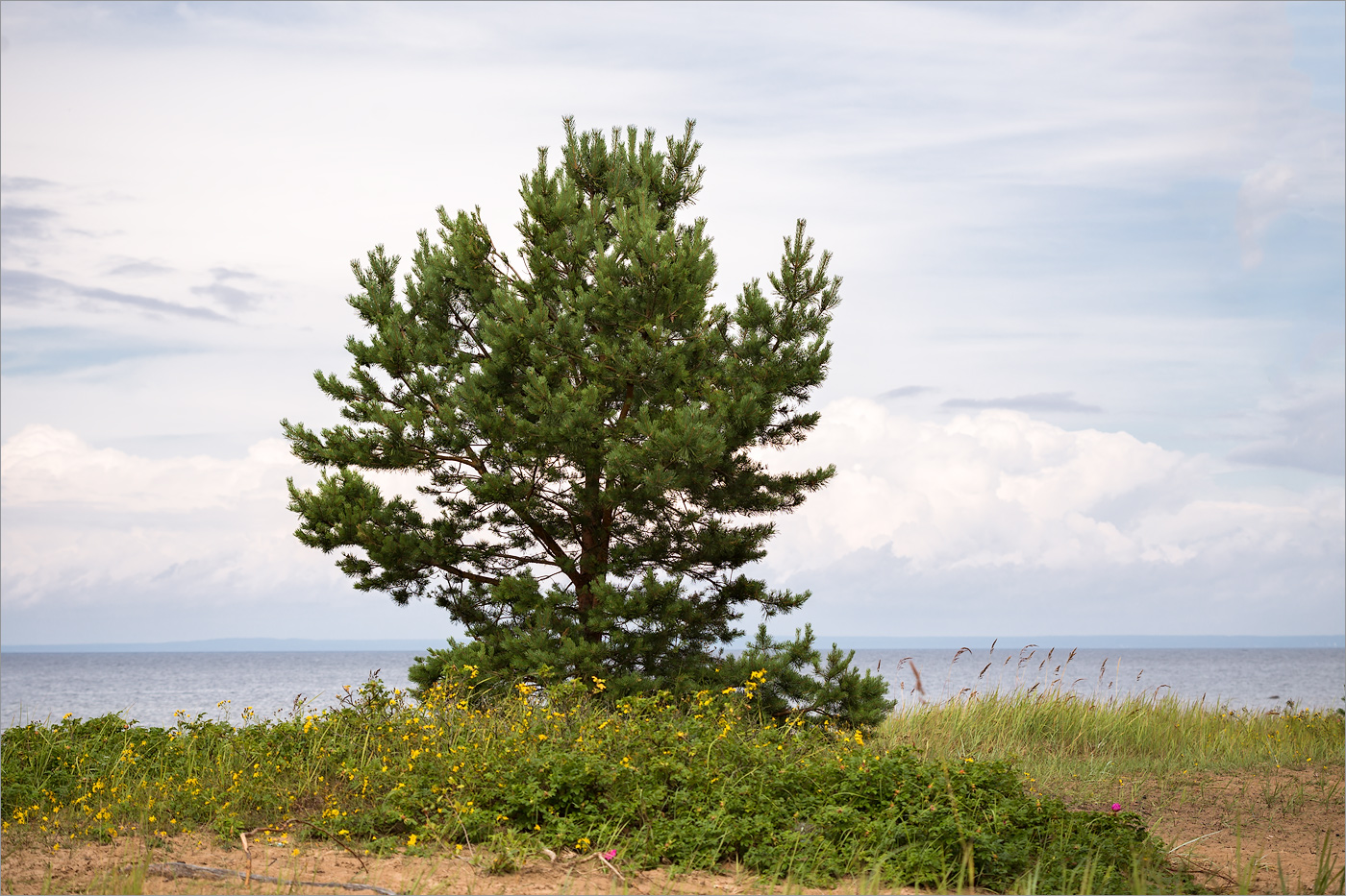 Кандикюля, image of landscape/habitat.