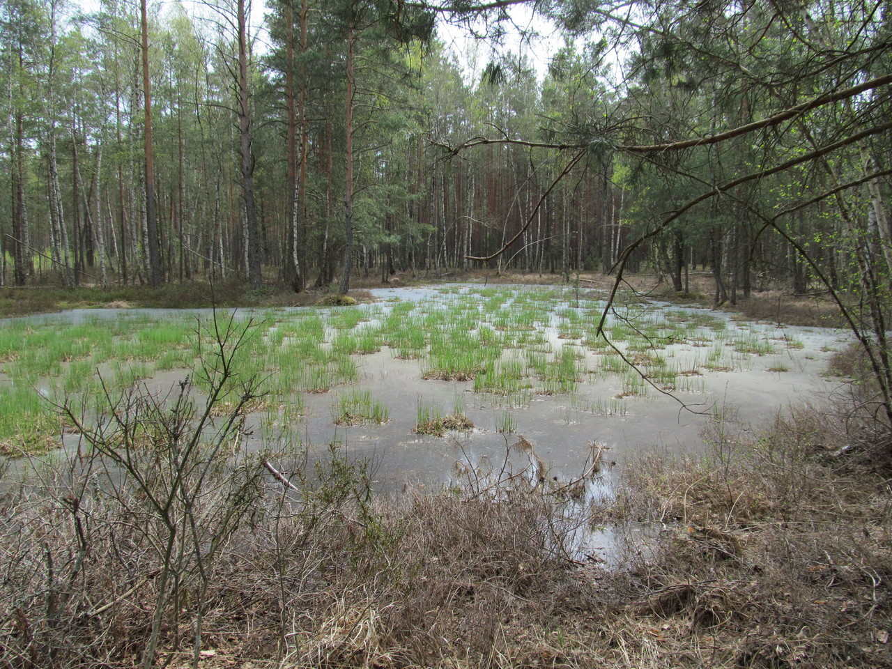 Орковичи, image of landscape/habitat.