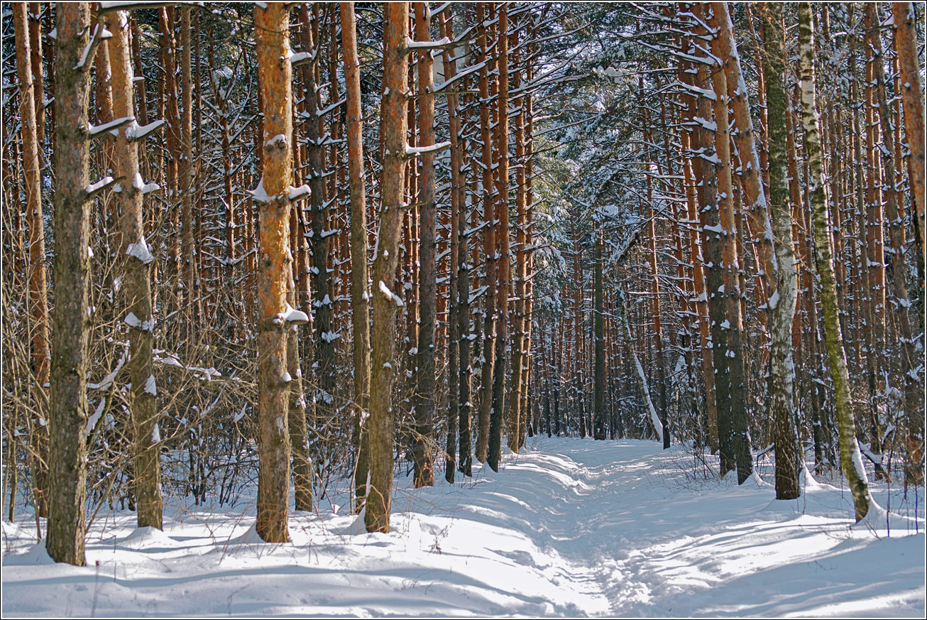 Жулебинский лес, image of landscape/habitat.