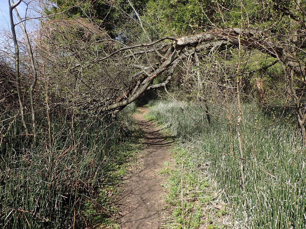 Волдынь - Ябдино, image of landscape/habitat.