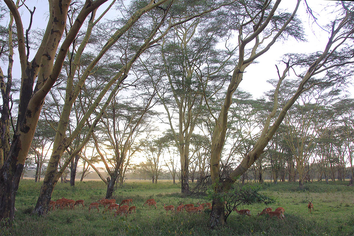 Накура, image of landscape/habitat.