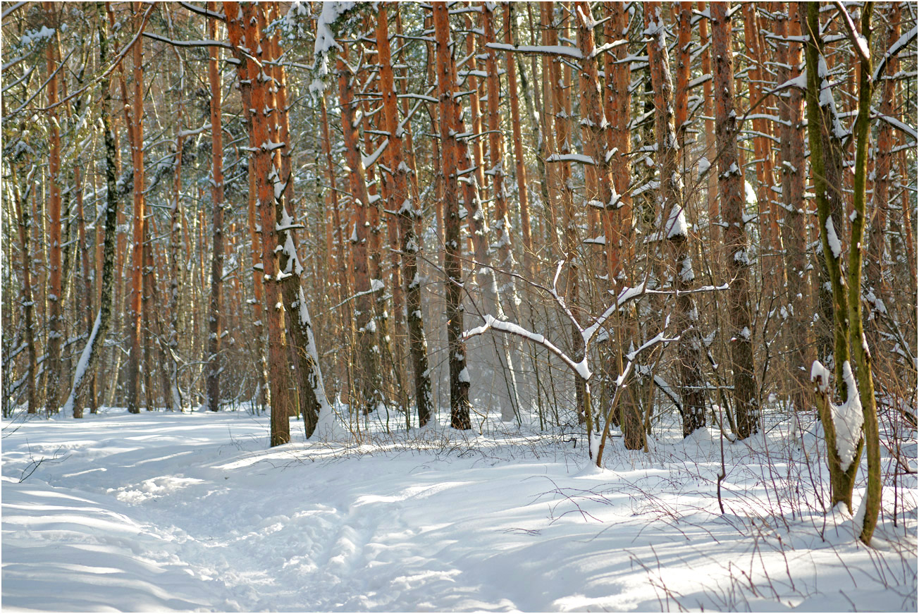 Жулебинский лес, image of landscape/habitat.