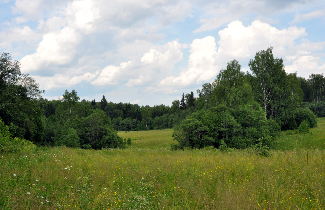 Окрестности деревни Тешилово, image of landscape/habitat.