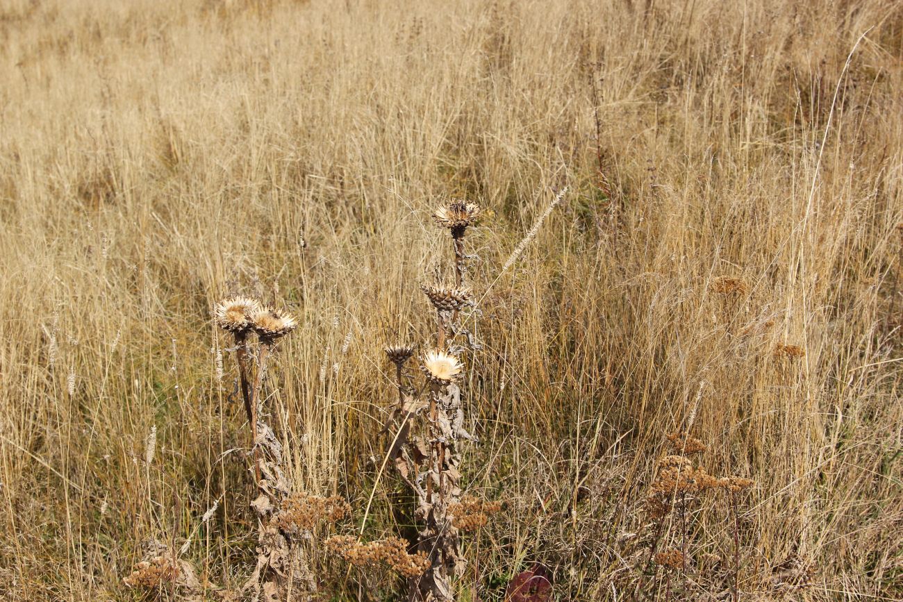 Урочище Cело Георгицминда, image of landscape/habitat.