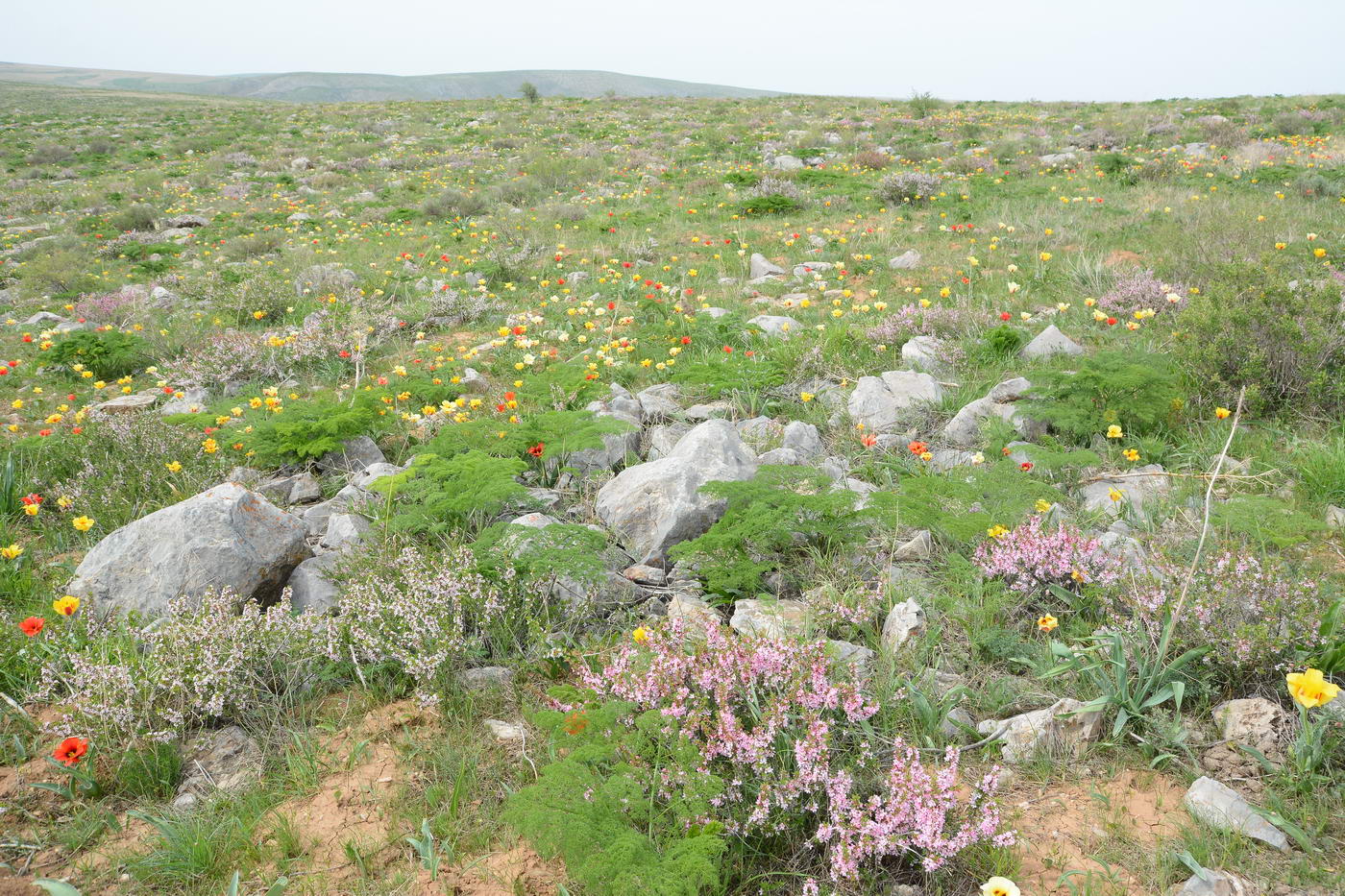 Хребет Боралдай (север), image of landscape/habitat.