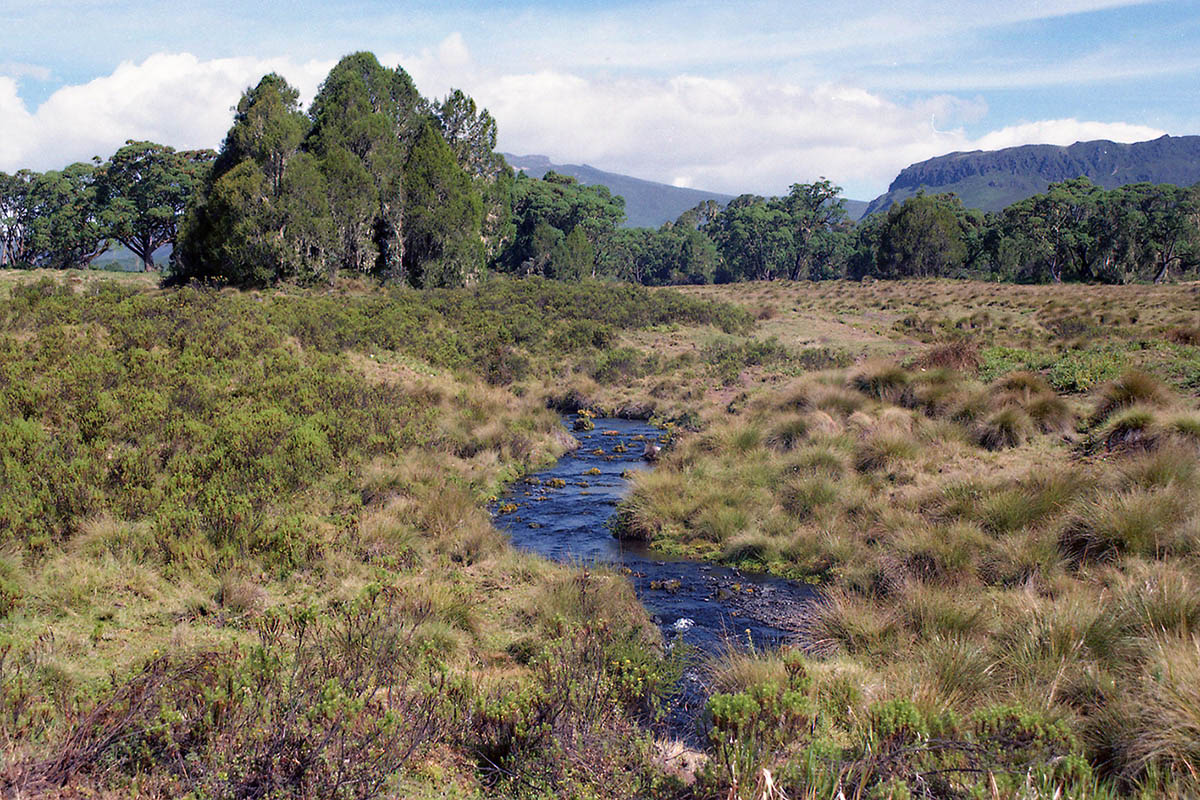 Гора Кения, image of landscape/habitat.