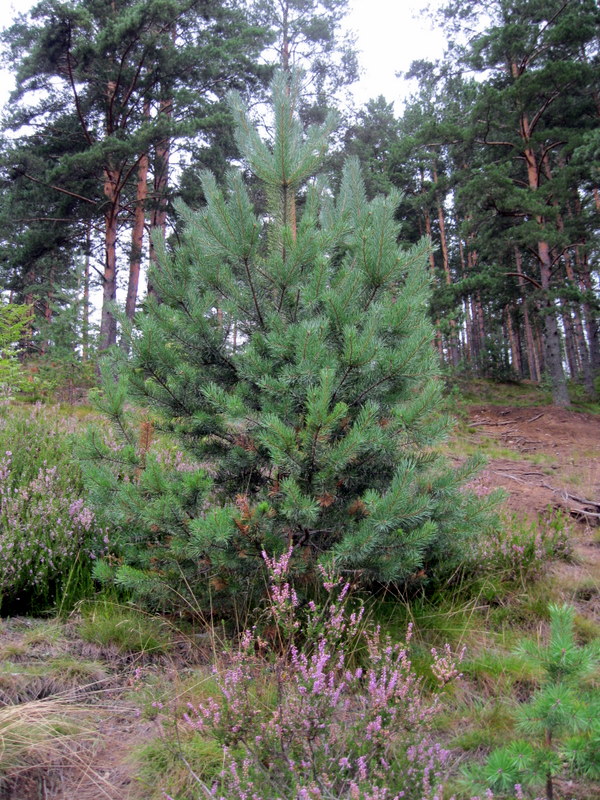 Токсово, image of landscape/habitat.