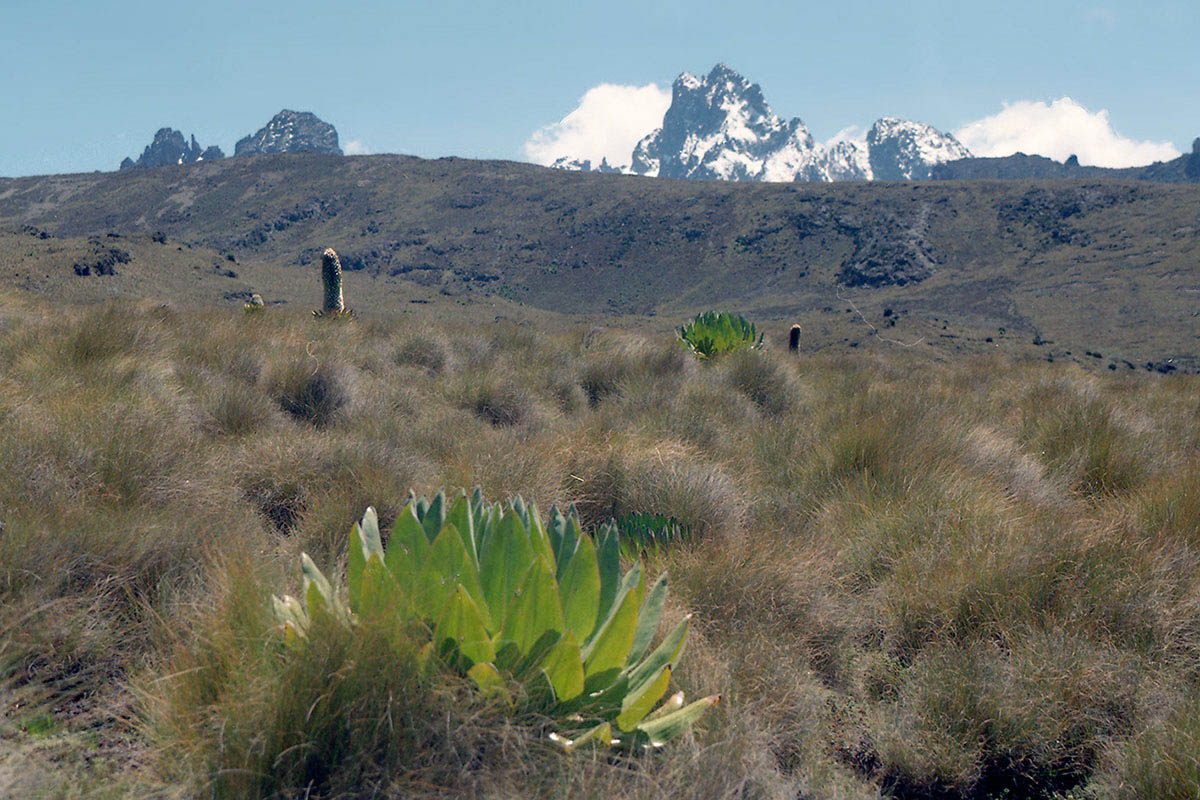 Гора Кения, image of landscape/habitat.