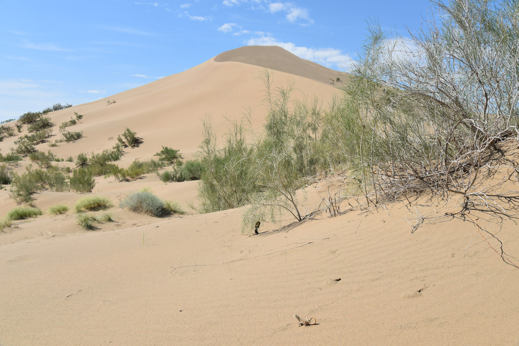 Айгайкум (Поющий бархан), image of landscape/habitat.