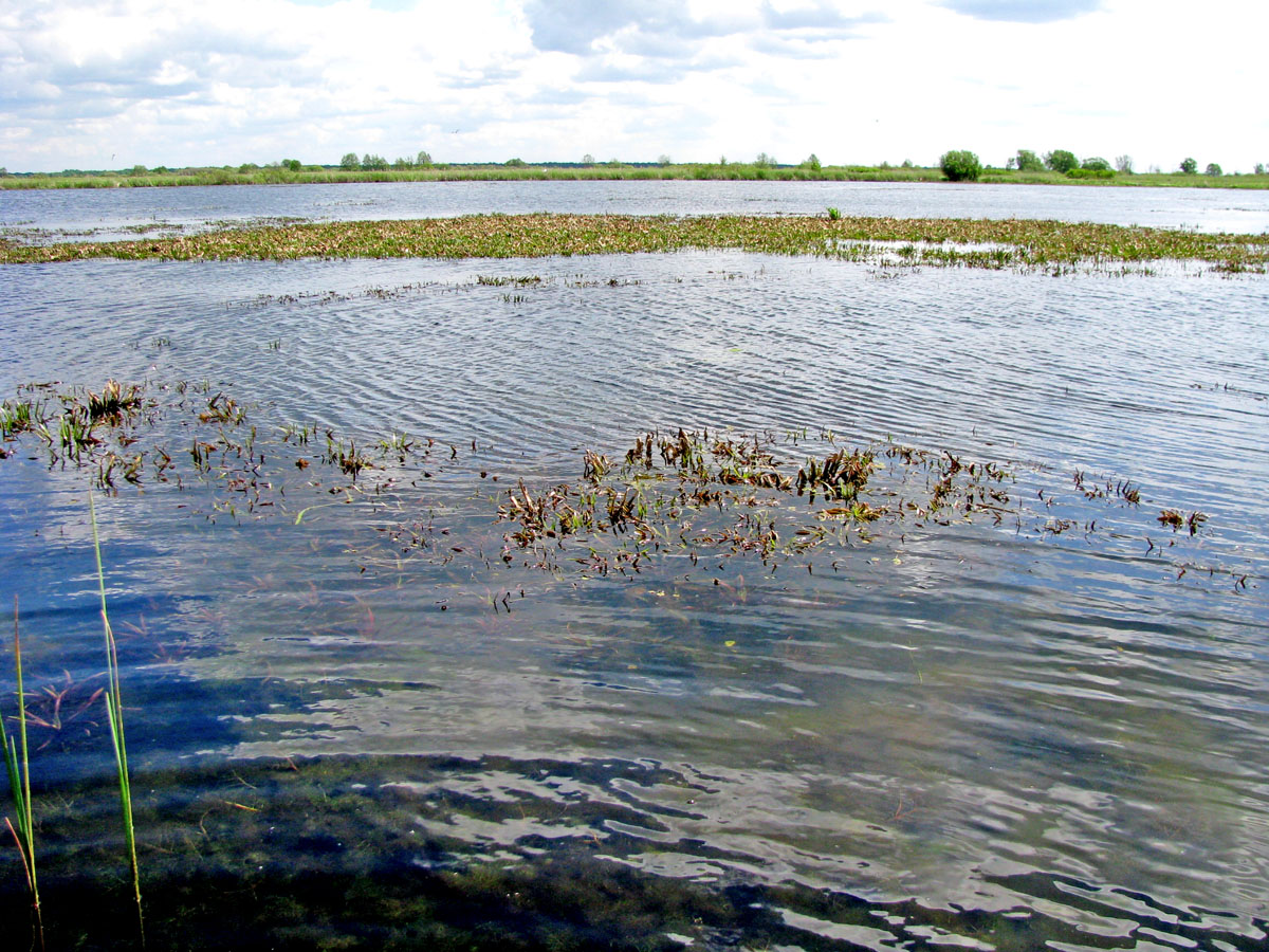 Окский заповедник, image of landscape/habitat.