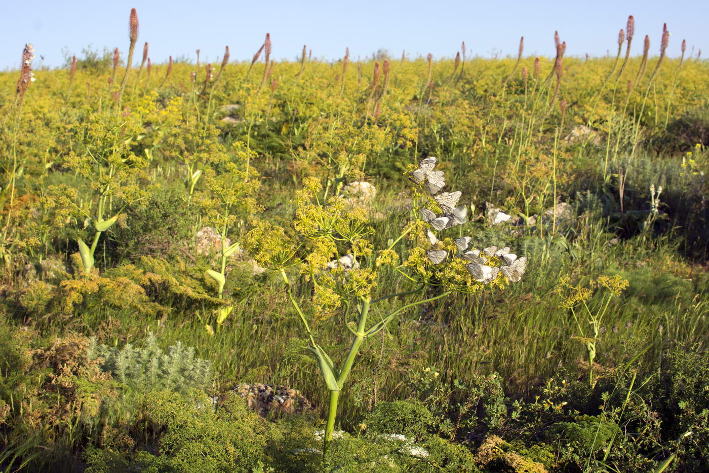 Хребет Боралдай (север), image of landscape/habitat.