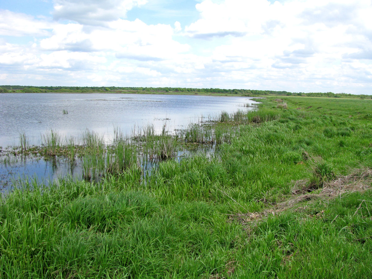 Окский заповедник, image of landscape/habitat.