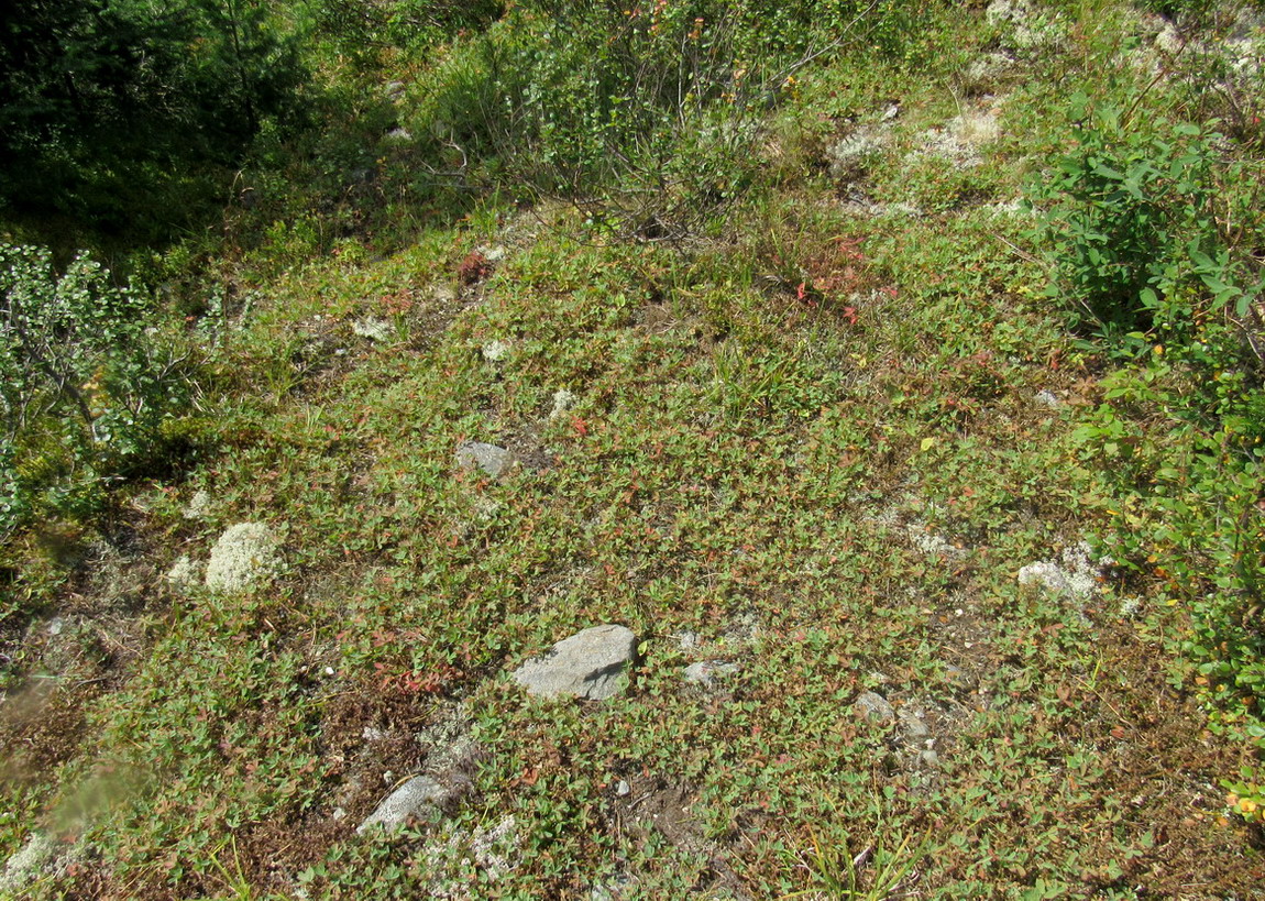 Долина реки Нижняя Буйба, image of landscape/habitat.