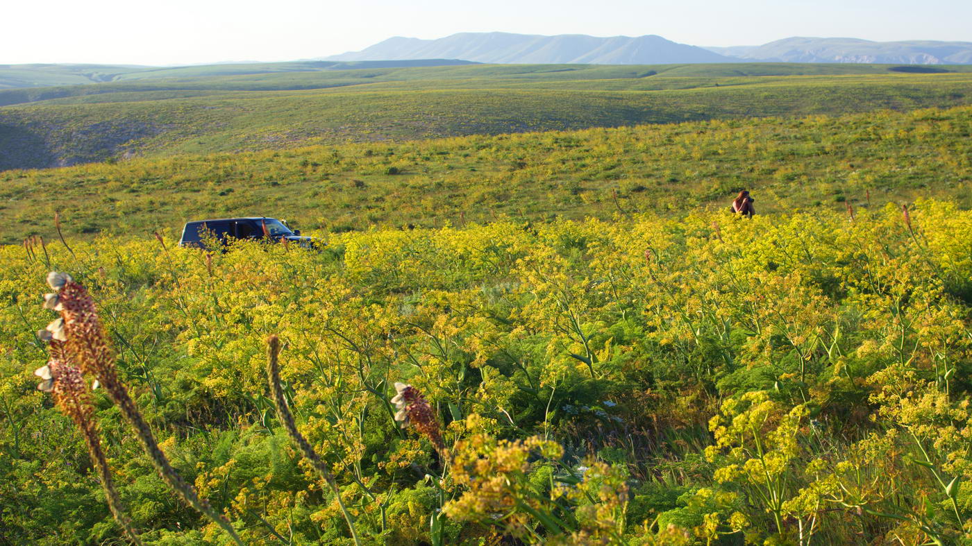 Хребет Боралдай (север), image of landscape/habitat.