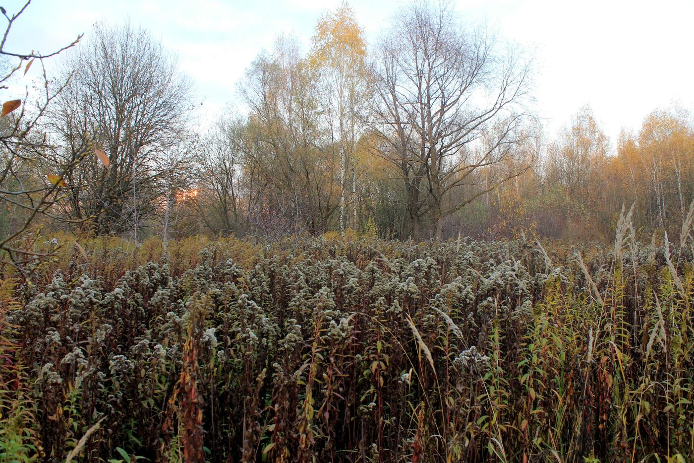 Тропарёвский заказник, image of landscape/habitat.