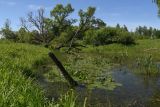 Окрестности деревни Федорино, image of landscape/habitat.