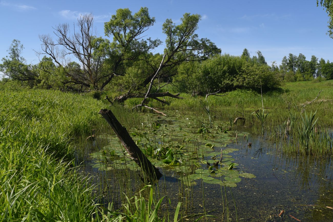 Окрестности деревни Федорино, image of landscape/habitat.