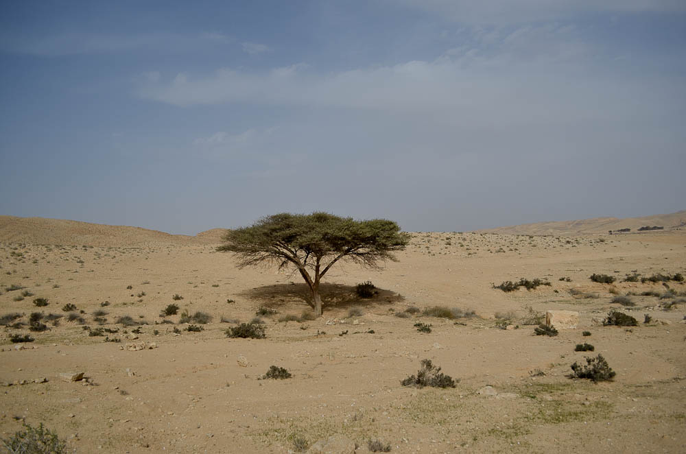 Негев, image of landscape/habitat.