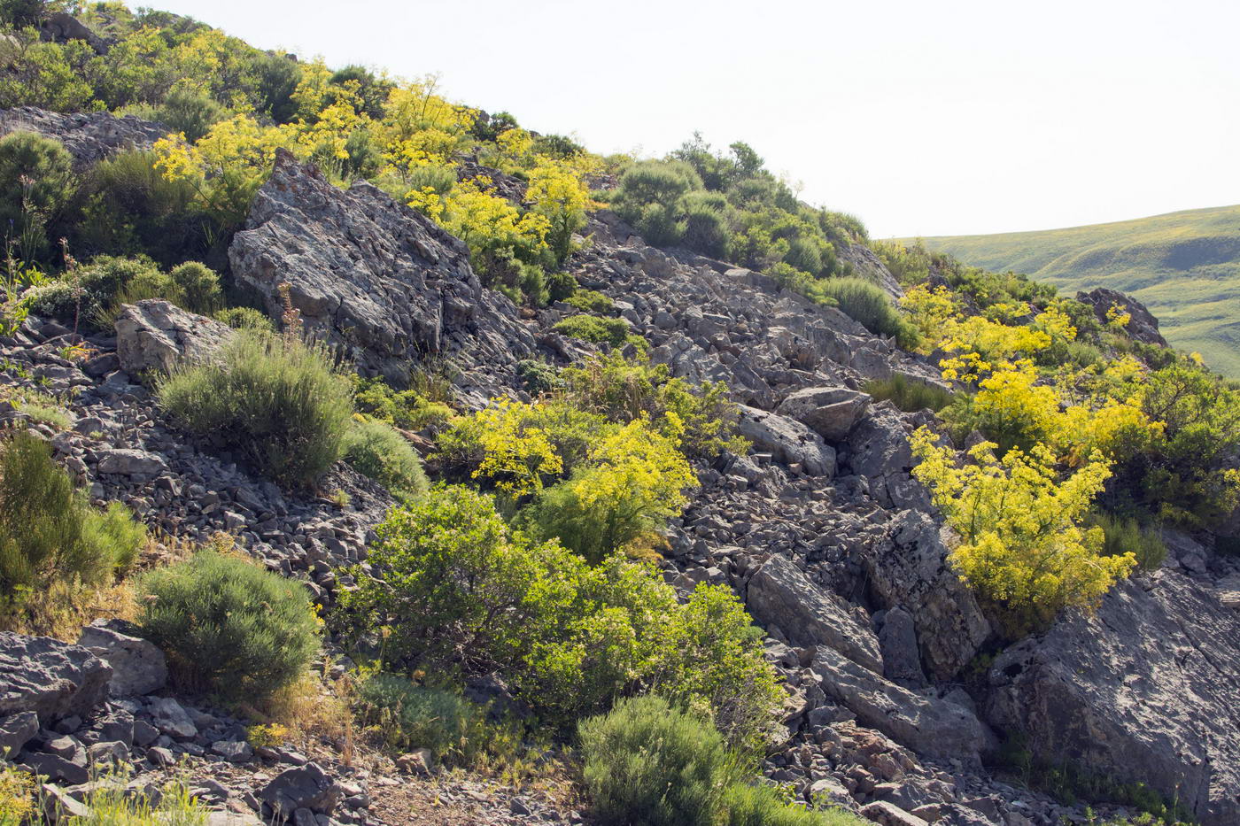 Хребет Боралдай (север), image of landscape/habitat.