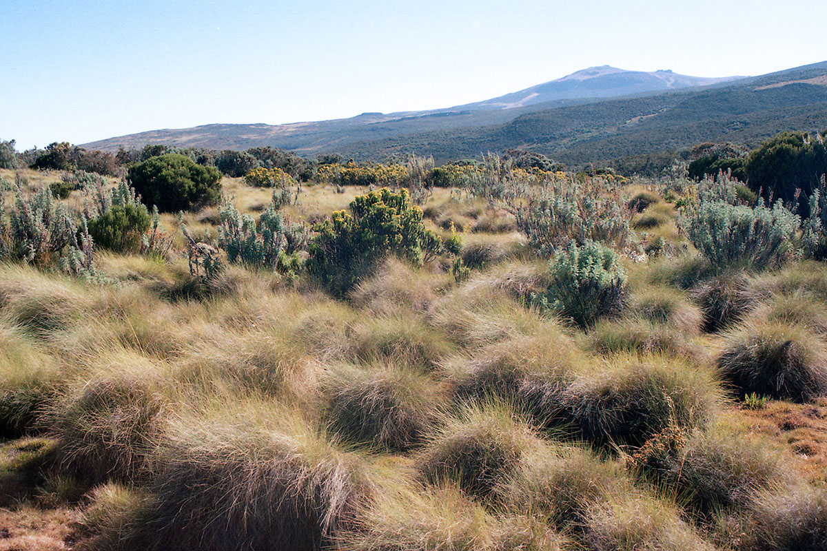 Гора Кения, image of landscape/habitat.