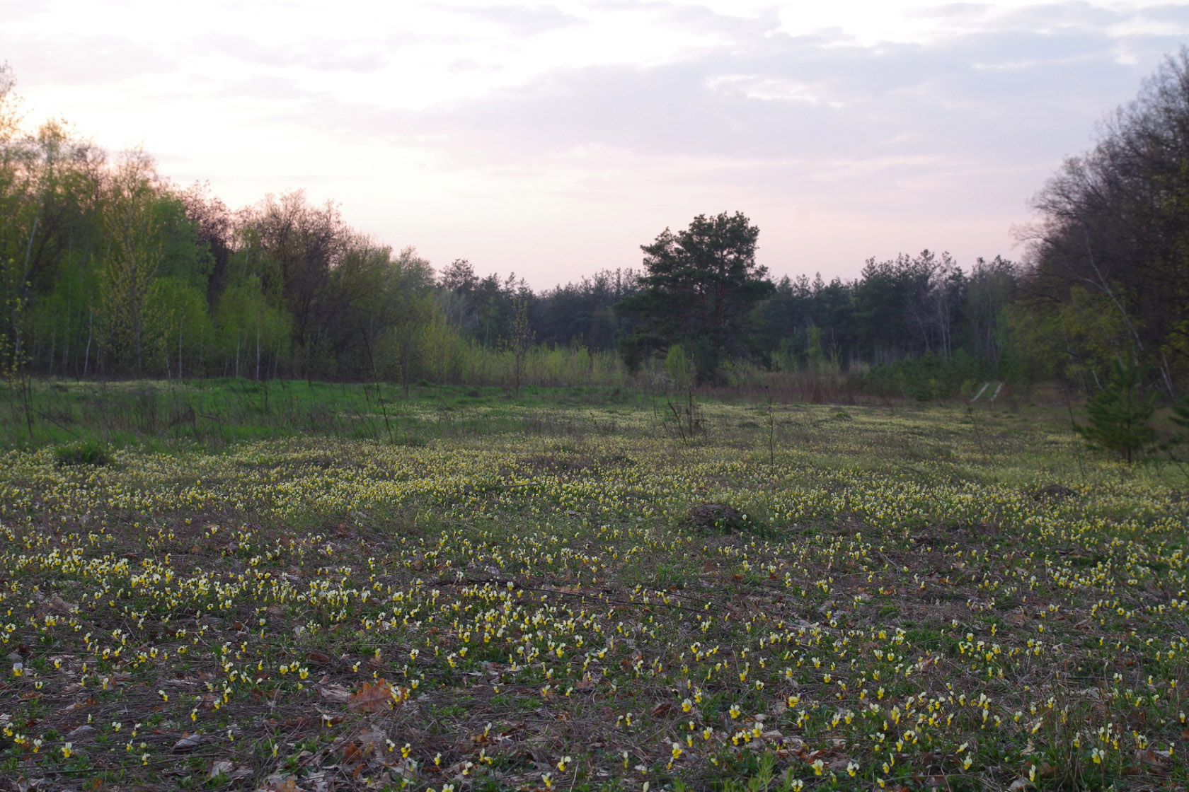 Окр. Петропавловской Борщаговки, image of landscape/habitat.