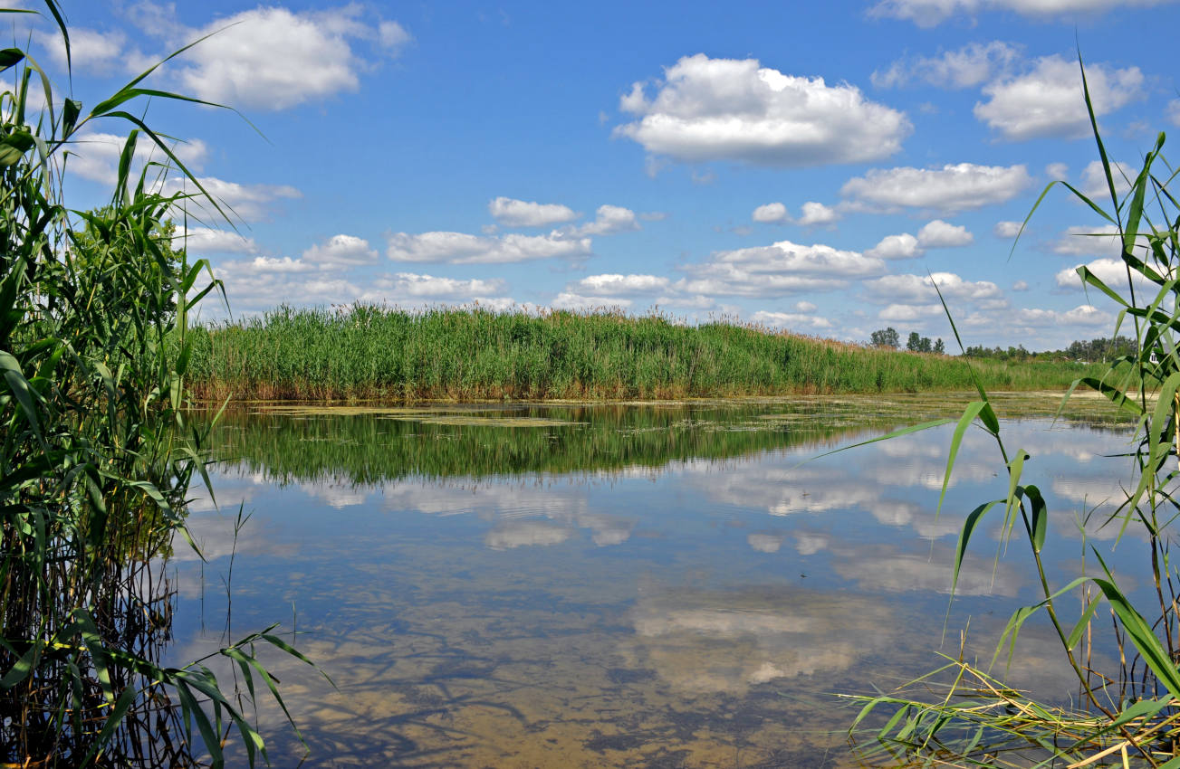 Железнодорожный, image of landscape/habitat.