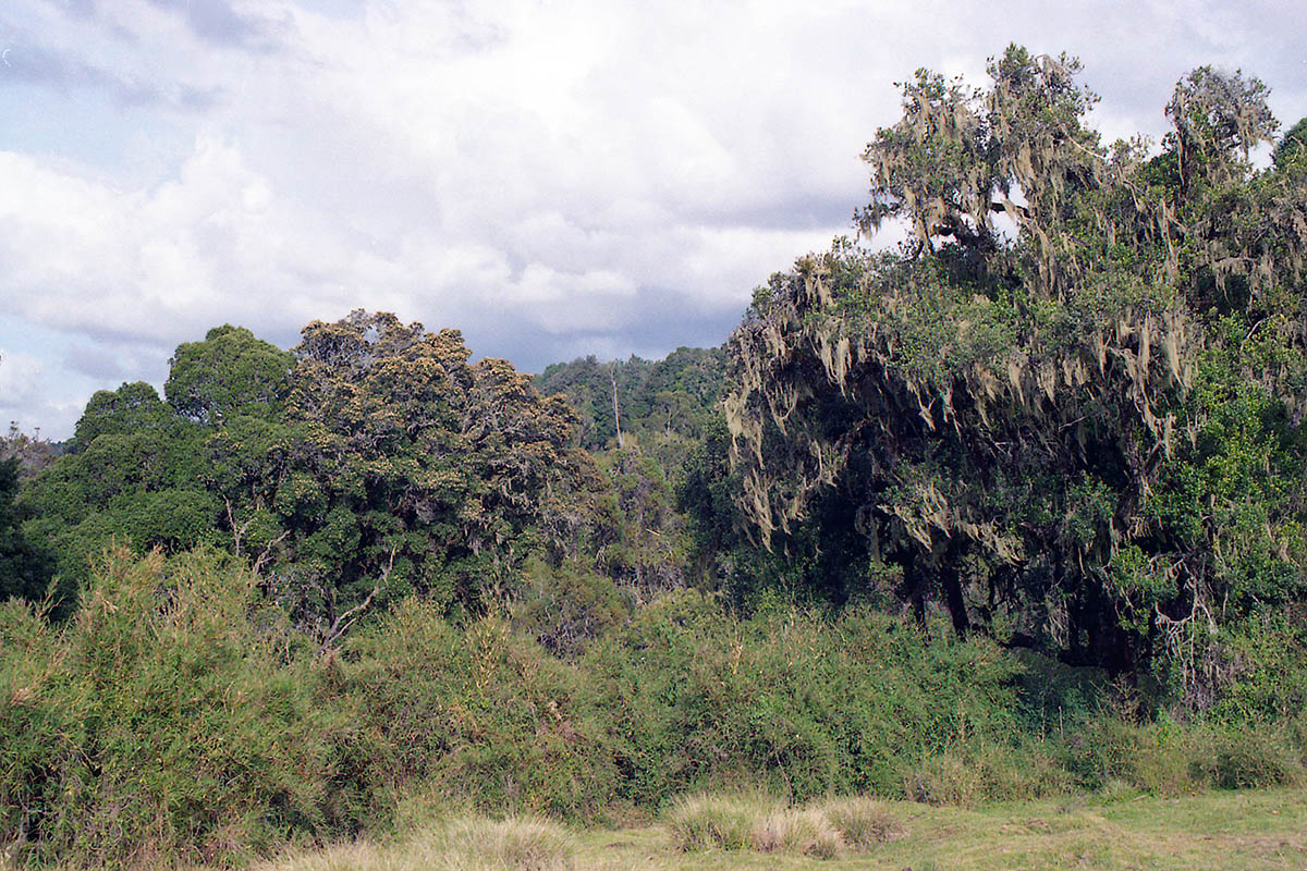 Гора Кения, image of landscape/habitat.