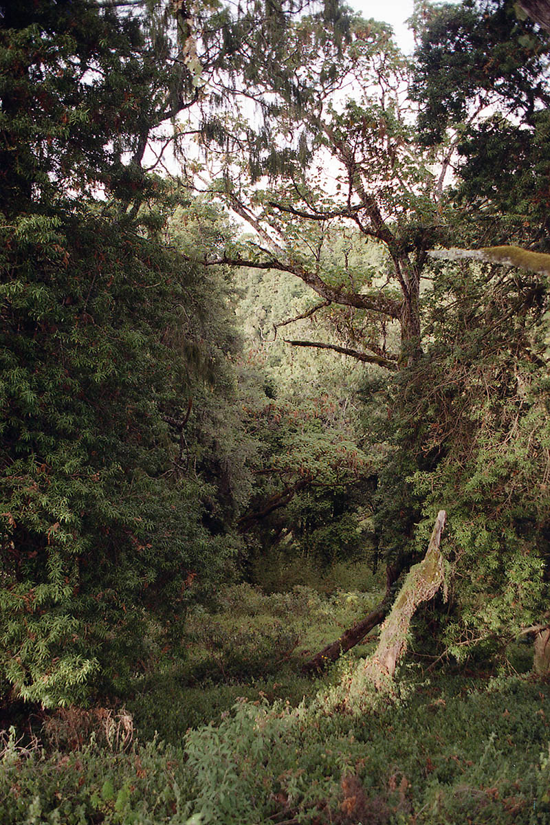 Гора Кения, image of landscape/habitat.