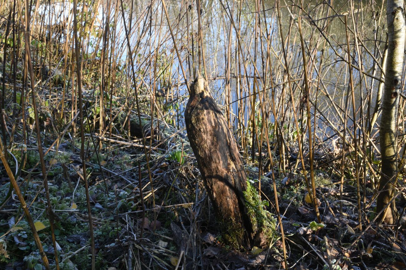 Окрестности деревни Семичёво, image of landscape/habitat.