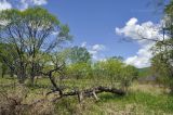 Новонежино, image of landscape/habitat.