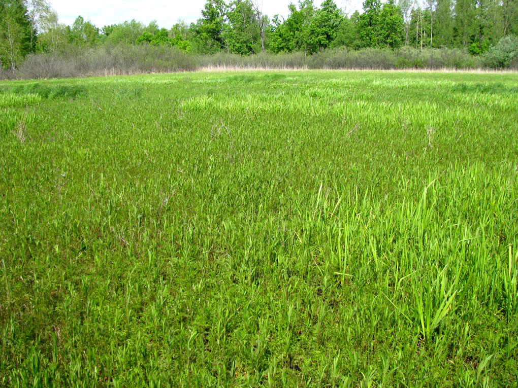 Окский заповедник, image of landscape/habitat.