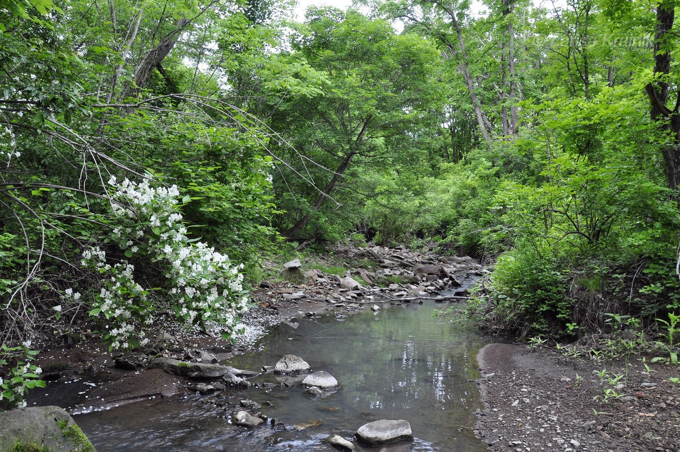 Монакино, image of landscape/habitat.