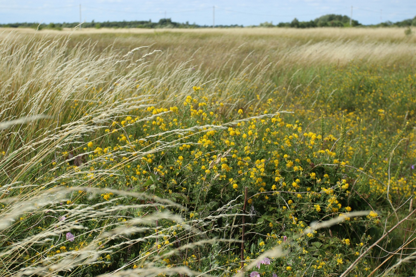 Ильменский глинт, image of landscape/habitat.