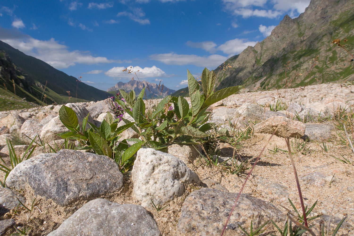 Ледник Псыгансу, image of landscape/habitat.