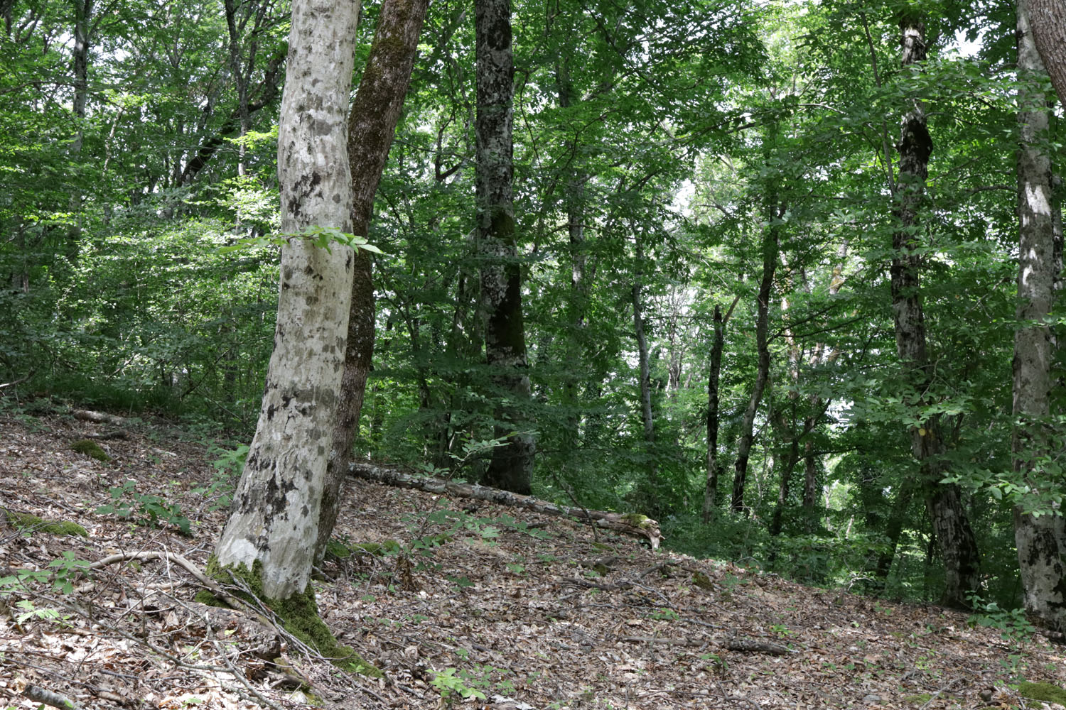 Глебовка, image of landscape/habitat.