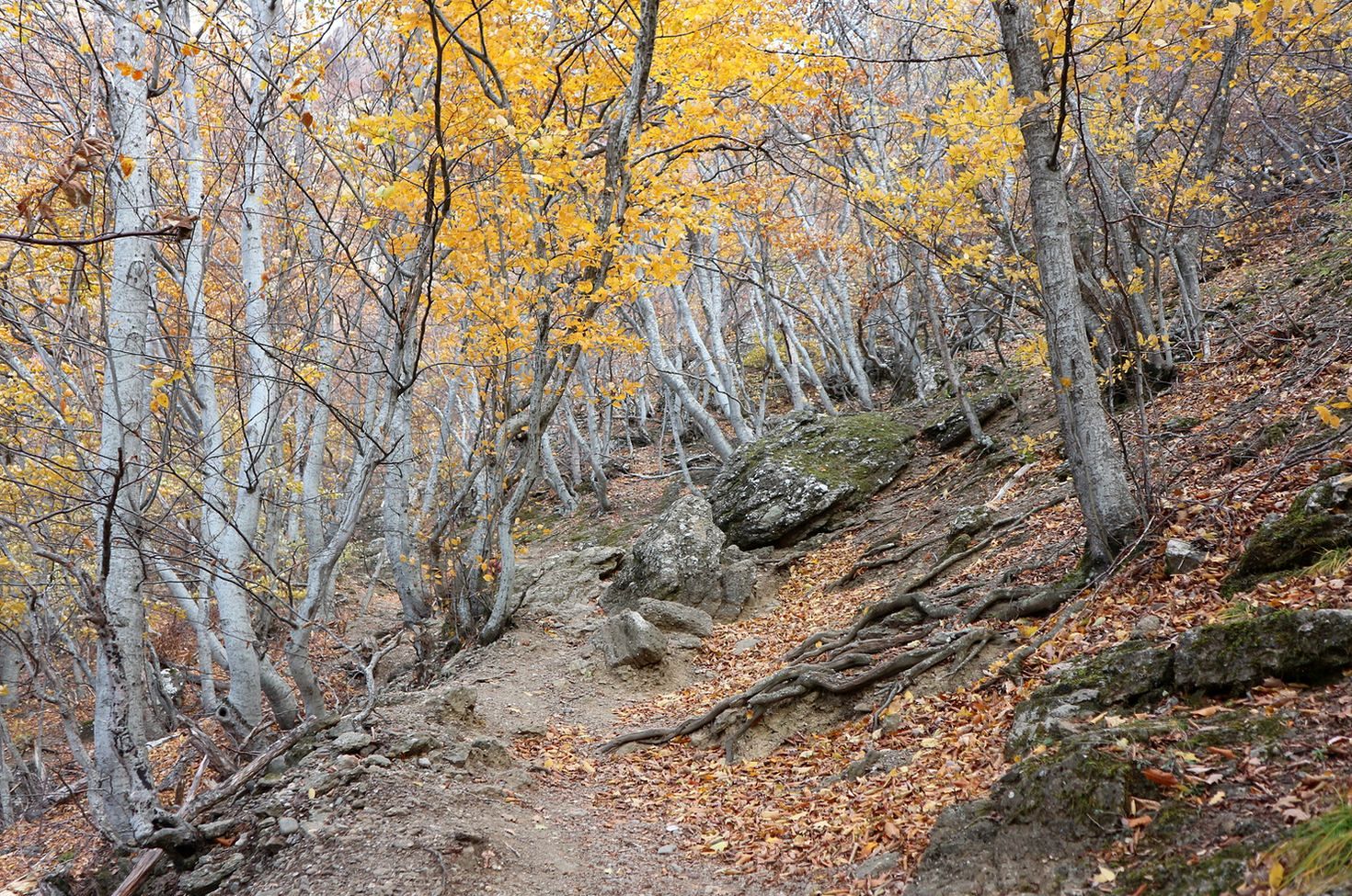 Южная Демерджи, image of landscape/habitat.