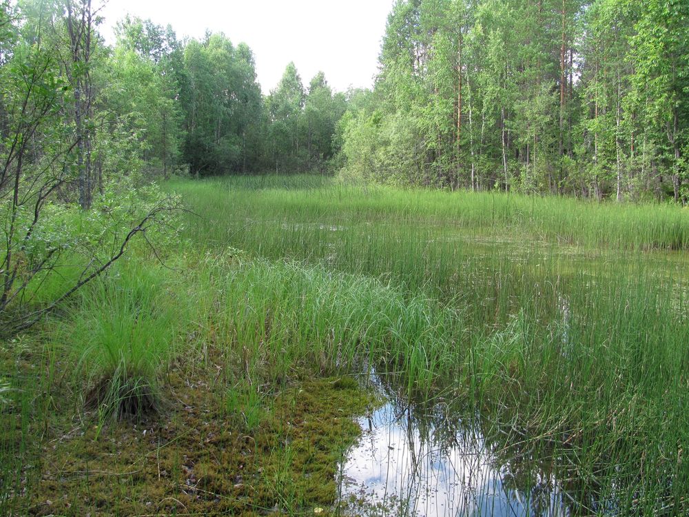 Долина реки Вель, изображение ландшафта.