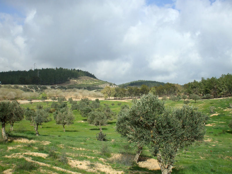Лес Лаав, image of landscape/habitat.
