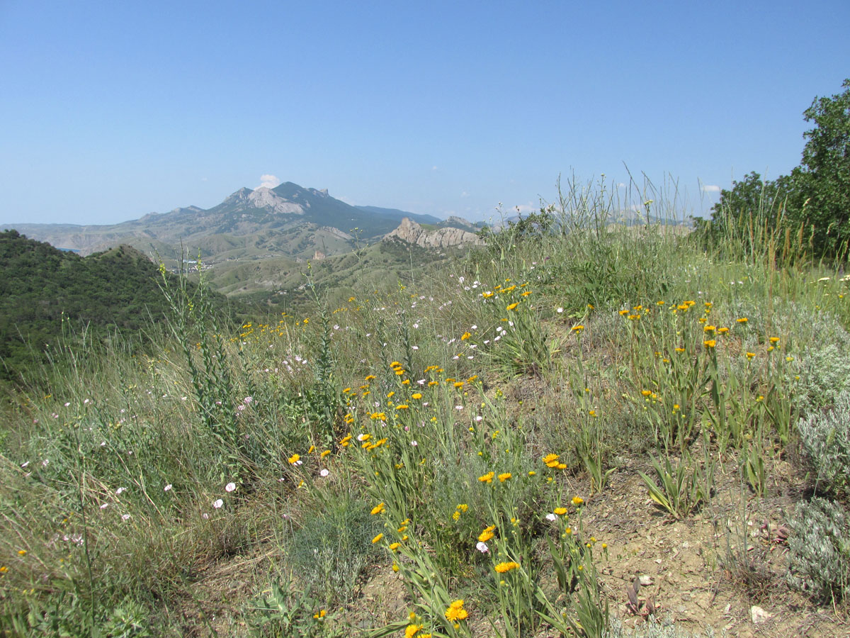 Карадаг, image of landscape/habitat.