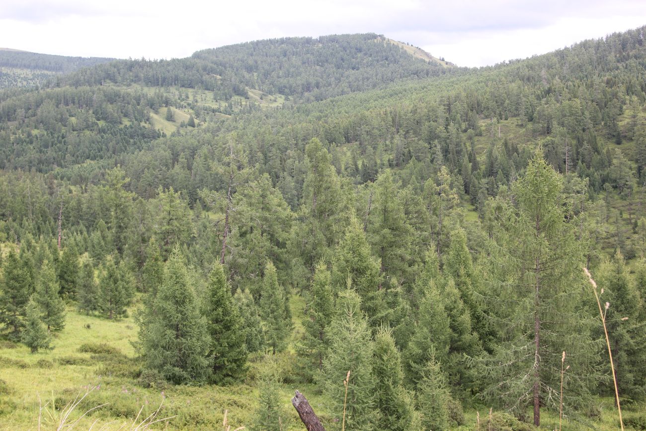 Ябоганский перевал, image of landscape/habitat.