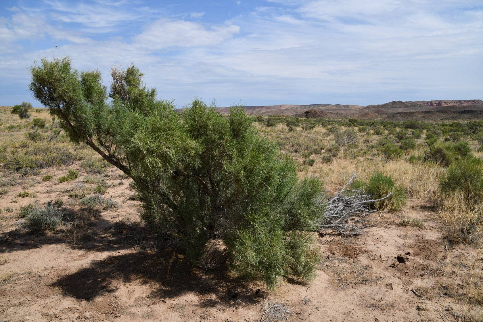 Горы Улькен-Богуты, image of landscape/habitat.